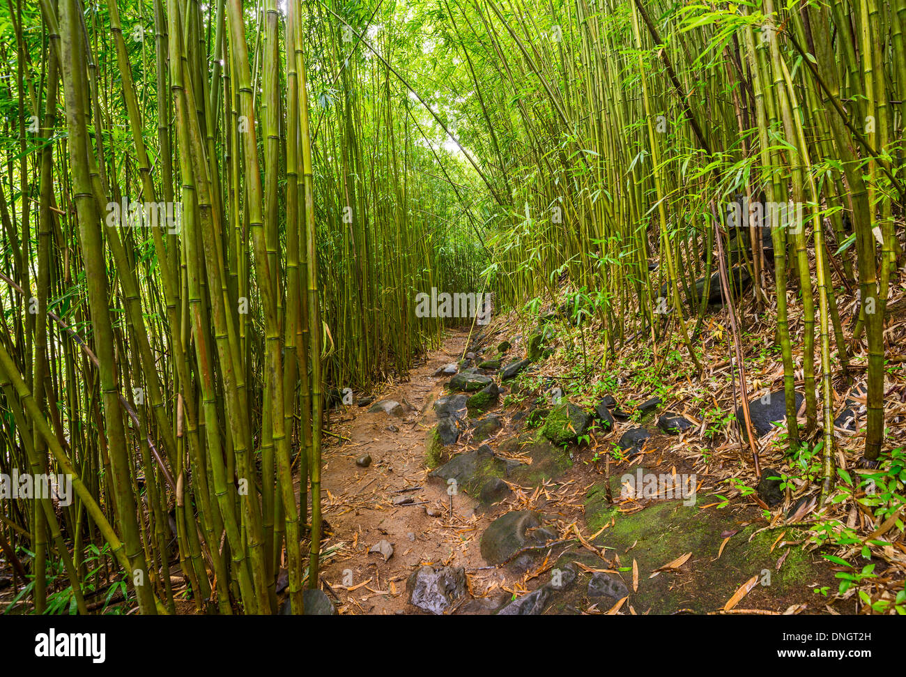 Il magico bosco di bambù di Maui vicino a Na'ili'ili Haele sulla strada di Hana. Foto Stock