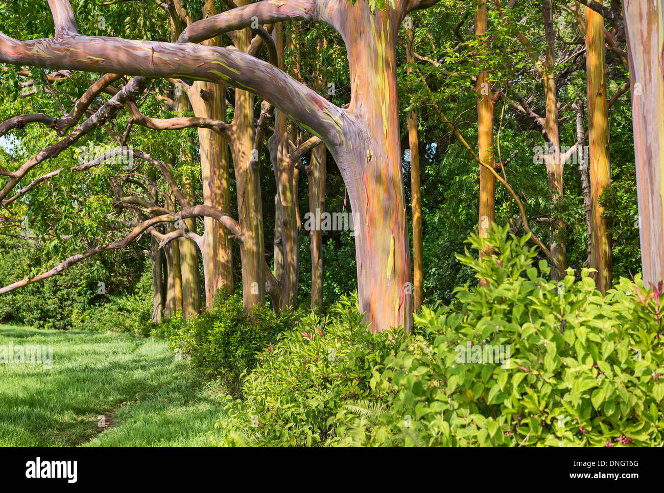 La colorata e magica Rainbow eucalipto, Eucalyptus deglupta. Foto Stock