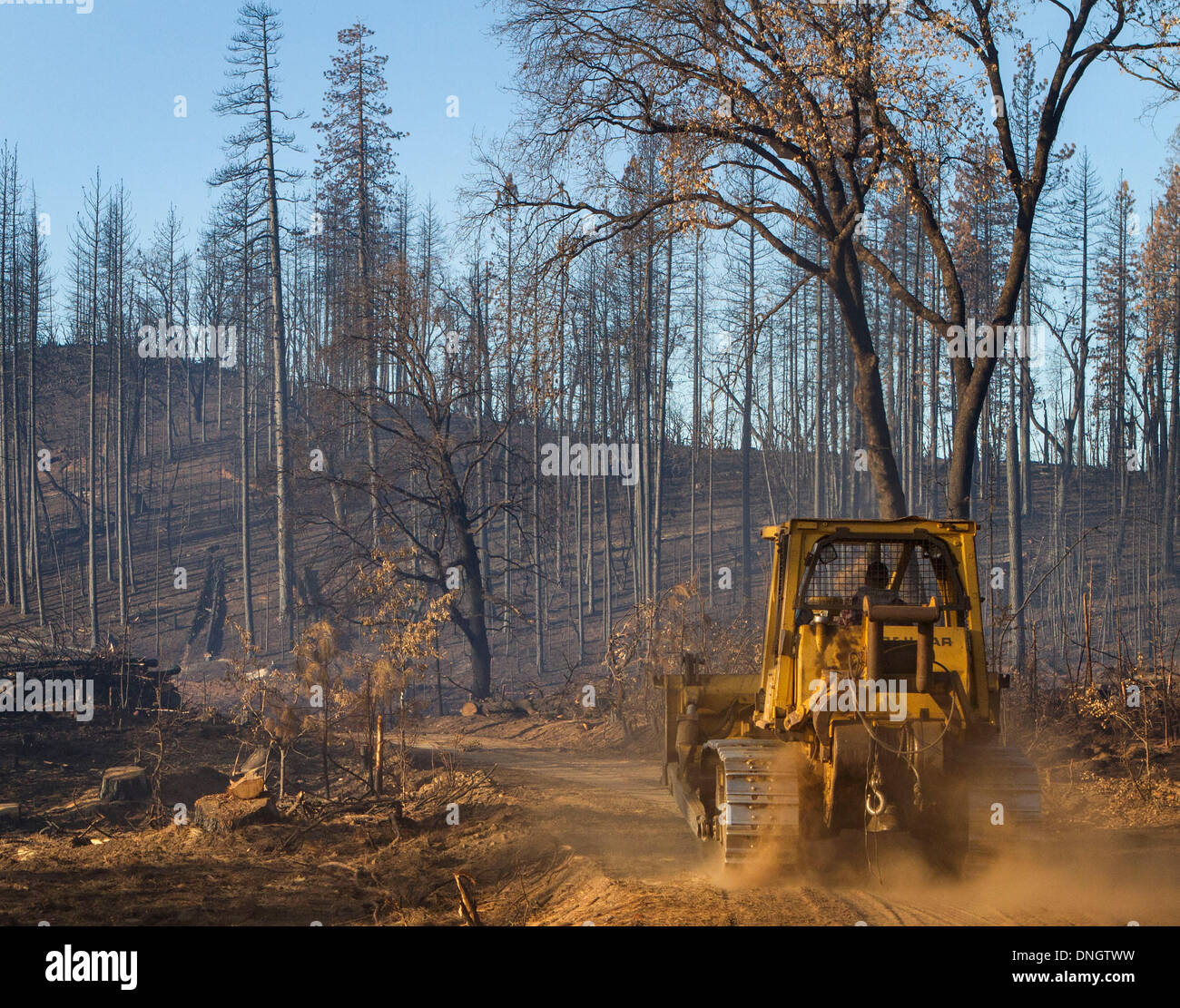 Groveland, California, Stati Uniti d'America. 28 dicembre, 2013. STEVE CROOK, di Crook Logging, Inc. di Groveland, California, continua a rimuovere alberi danneggiati e infrangere le aree entro il cerchio di fuoco nel perimetro Tuolumne County, California, Sabato, Dicembre 28, 2013. Il cerchio il fuoco era iniziato il 17 agosto 2013. Credito: Tracy Barbutes/ZUMAPRESS.com/Alamy Live News Foto Stock