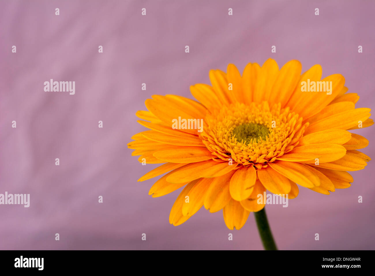 Un bellissimo fiore giallo vicino. Molto cool shot con una straordinaria profondità di campo ridotta. Foto Stock