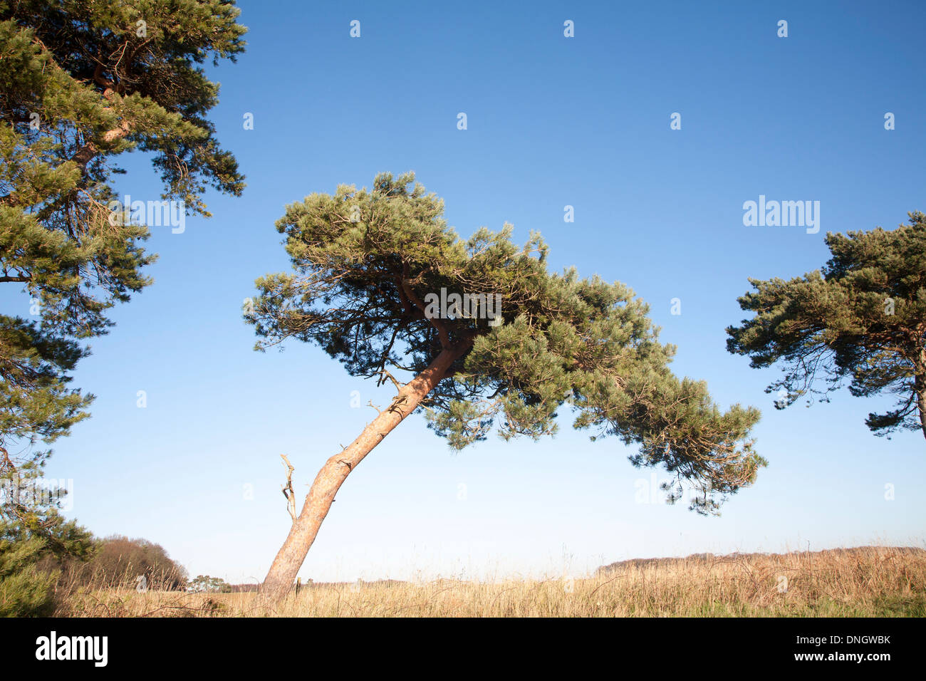 Pino silvestre tree piegati dal vento contro il cielo blu, Ramsholt, Suffolk, Inghilterra Foto Stock