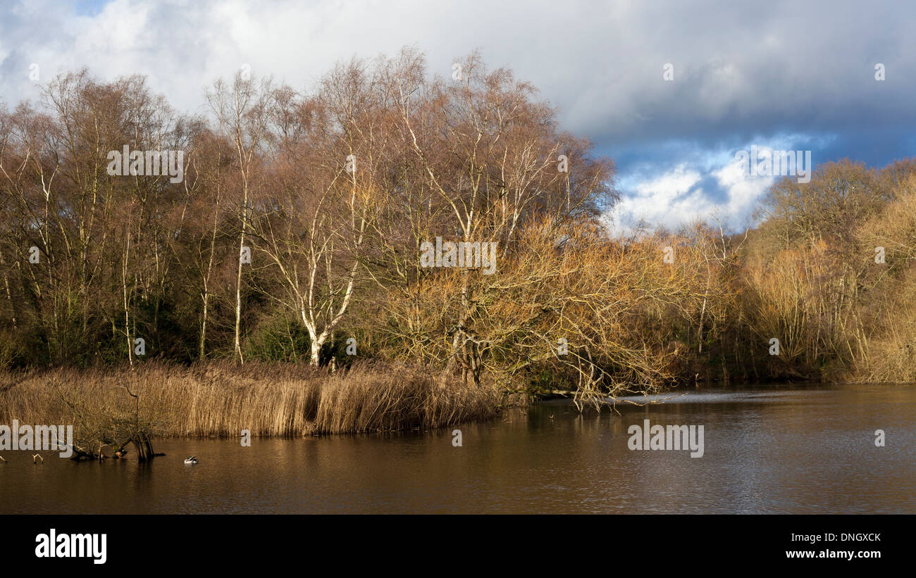Stagno a Hampstead Heath, Londra Foto Stock