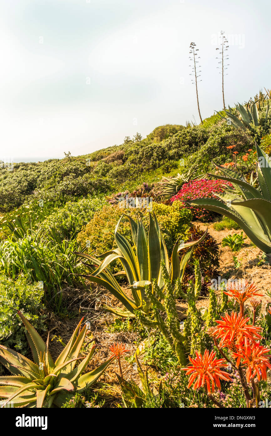 Tipica vegetazione nella zona costiera della   Parque natural do sudoeste alentejano e costa vicentina  natura park, costa vice Foto Stock
