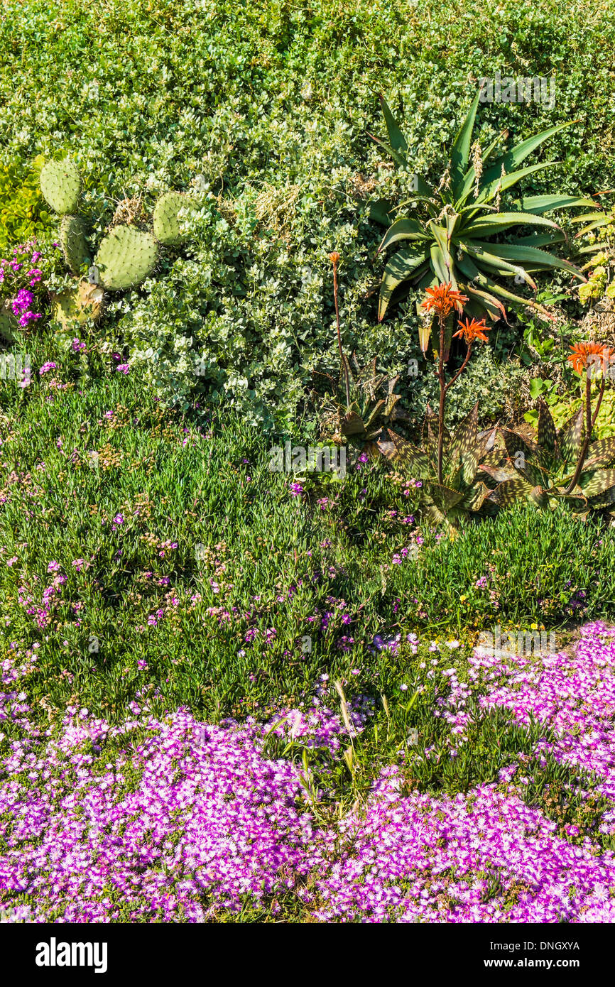 Tipica vegetazione nella zona costiera della   Parque natural do sudoeste alentejano e costa vicentina  natura park Foto Stock