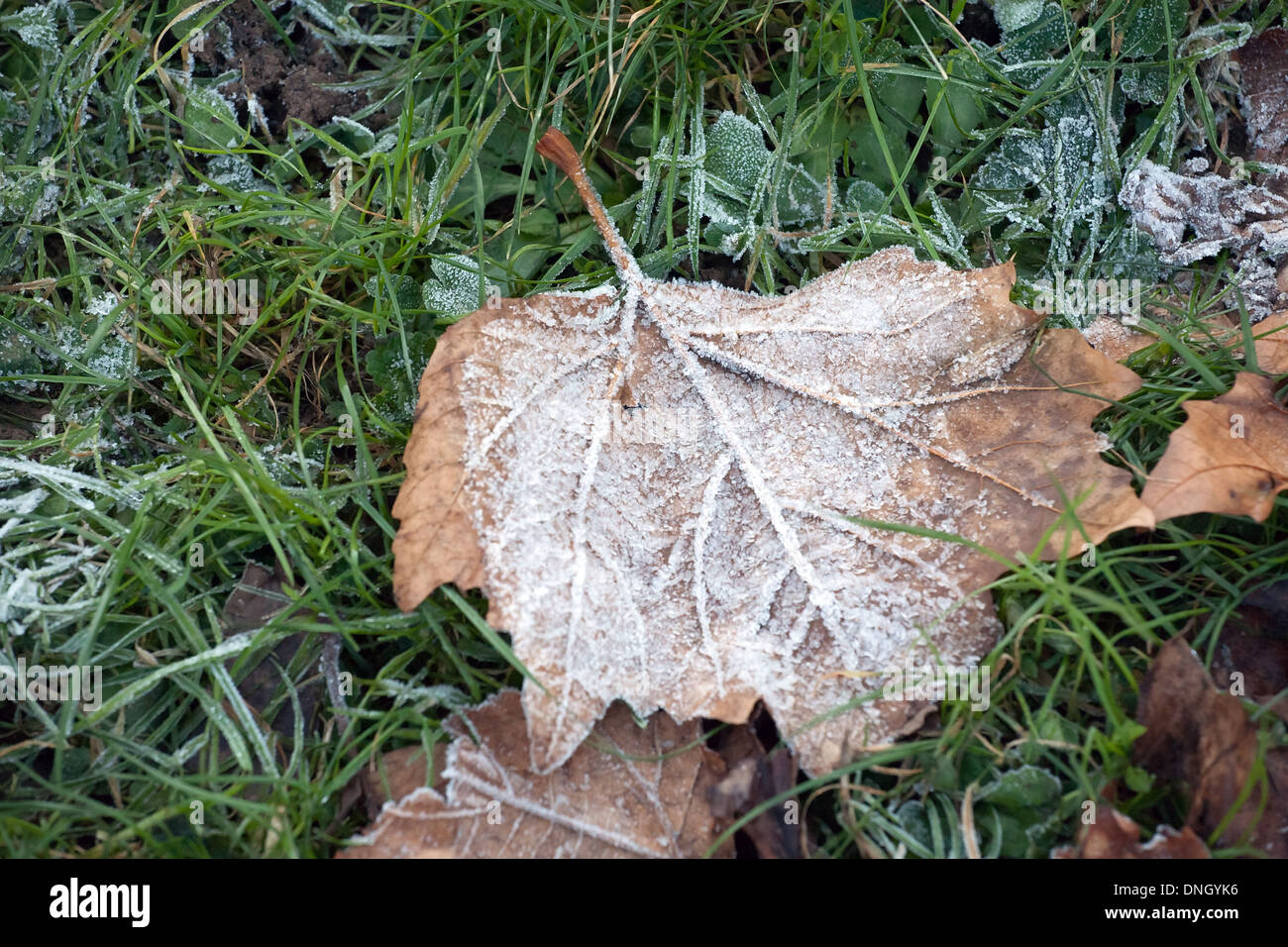 Maple Leaf coperto con il primo white brina Foto Stock