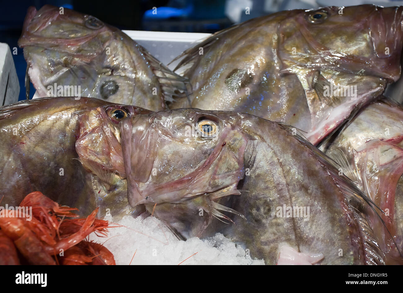 Primo piano della grande pesce crudo sul mare tabella di mercato Foto Stock