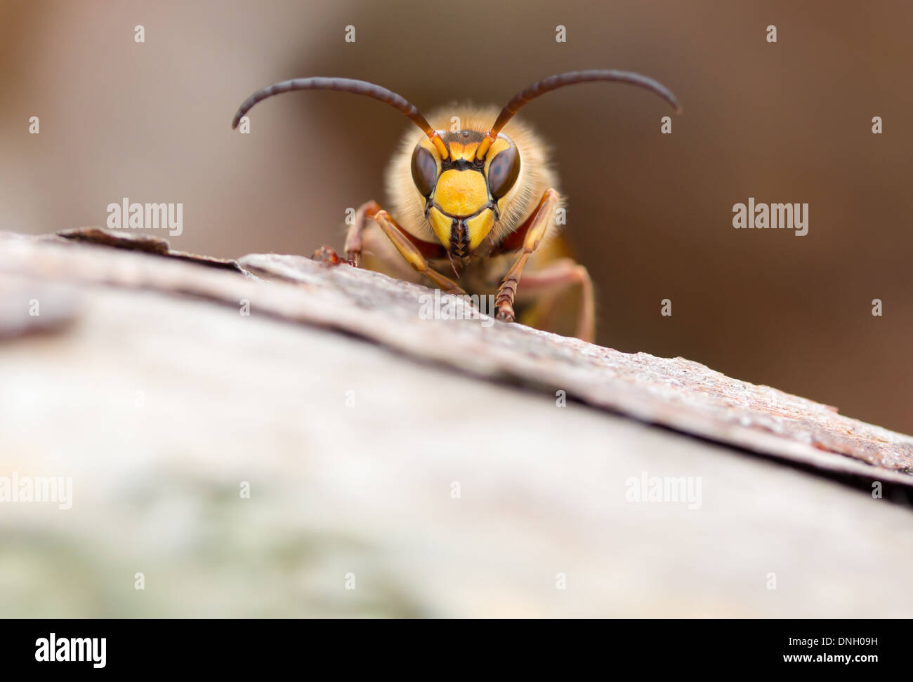 Hornet maschio (Vesba crabro). Surrey, Regno Unito. Foto Stock