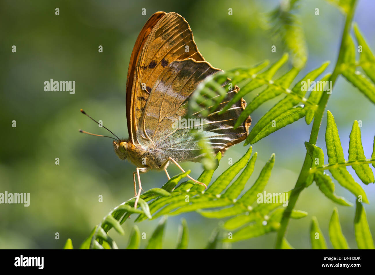 Argento-lavato fritillary butterfly (Argynnis paphia) a guardia del suo territorio. Surrey, Regno Unito. Foto Stock
