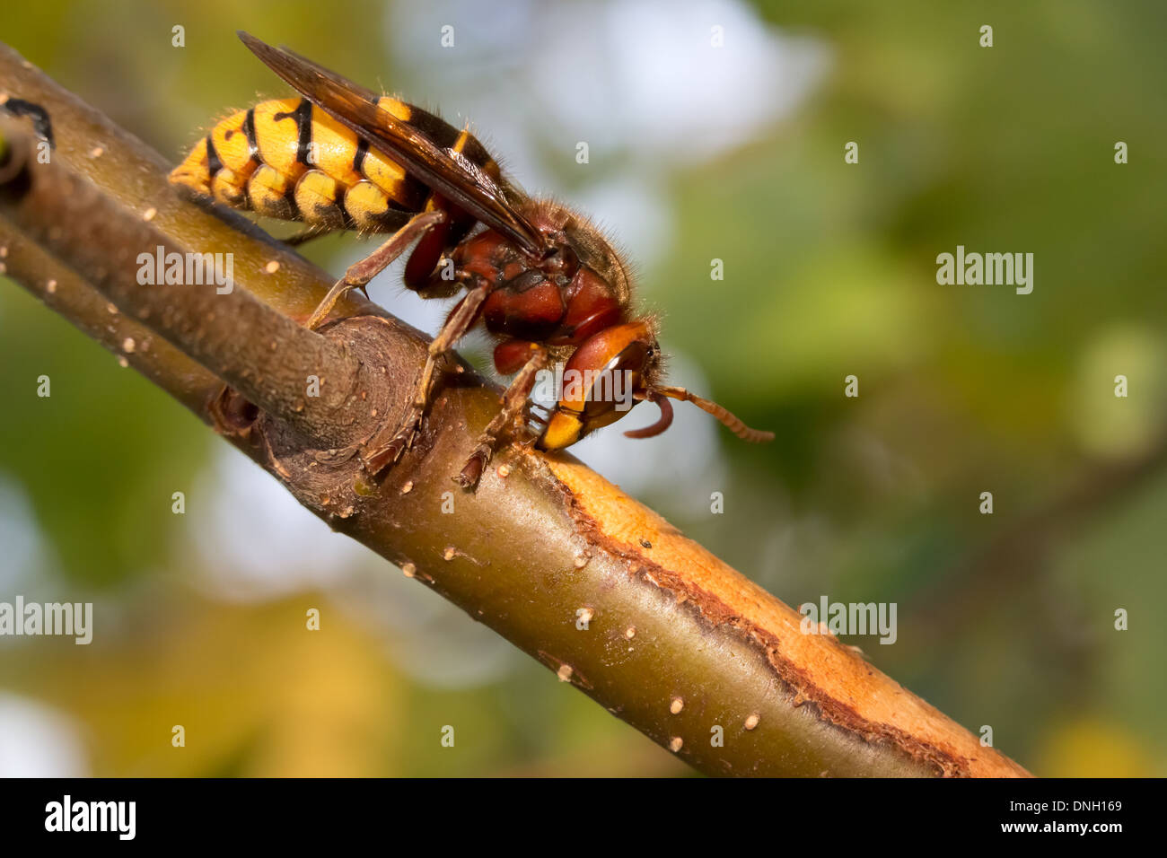 Hornet (Vespa crabro) rimozione di corteccia di betulla alberello e bere SAP. Surrey, Regno Unito. Foto Stock