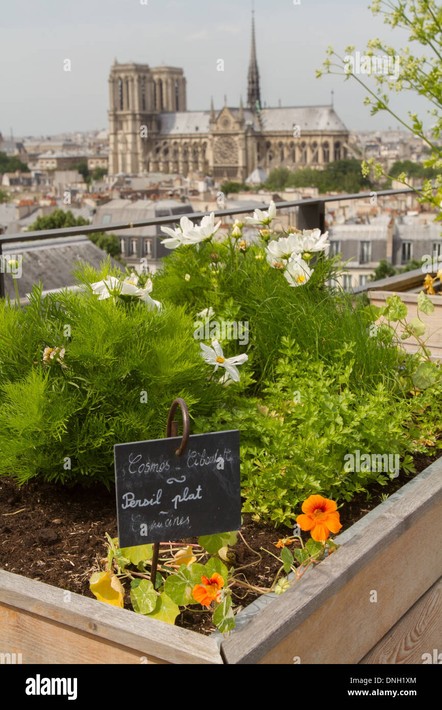 ROOFTOP orto giardino del ristorante LE TERROIR PARISIEN, YANNICK ALLENO IL  9 ° PIANO DELLA MAISON DE LA MUTUALITE, 5TH ARRONDISSEMENT DI PARIGI (75),  Francia Foto stock - Alamy