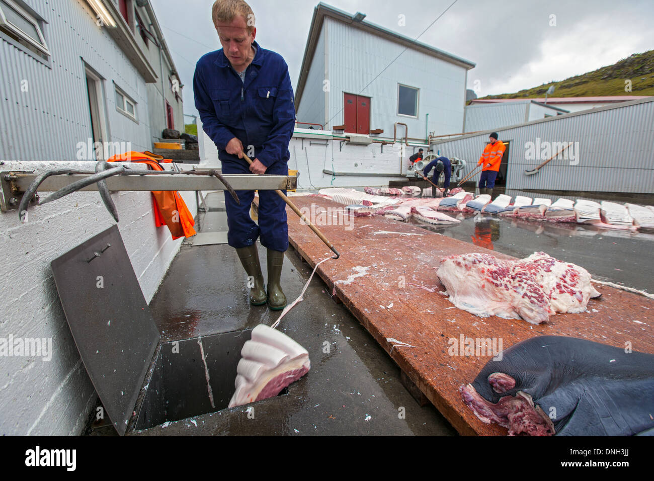 Il taglio delle balene FINBACK presso la stazione balneare di HVALFJORDUR, il fiordo di balene, la caccia alla balena in Islanda Islanda occidentale, Europa Foto Stock