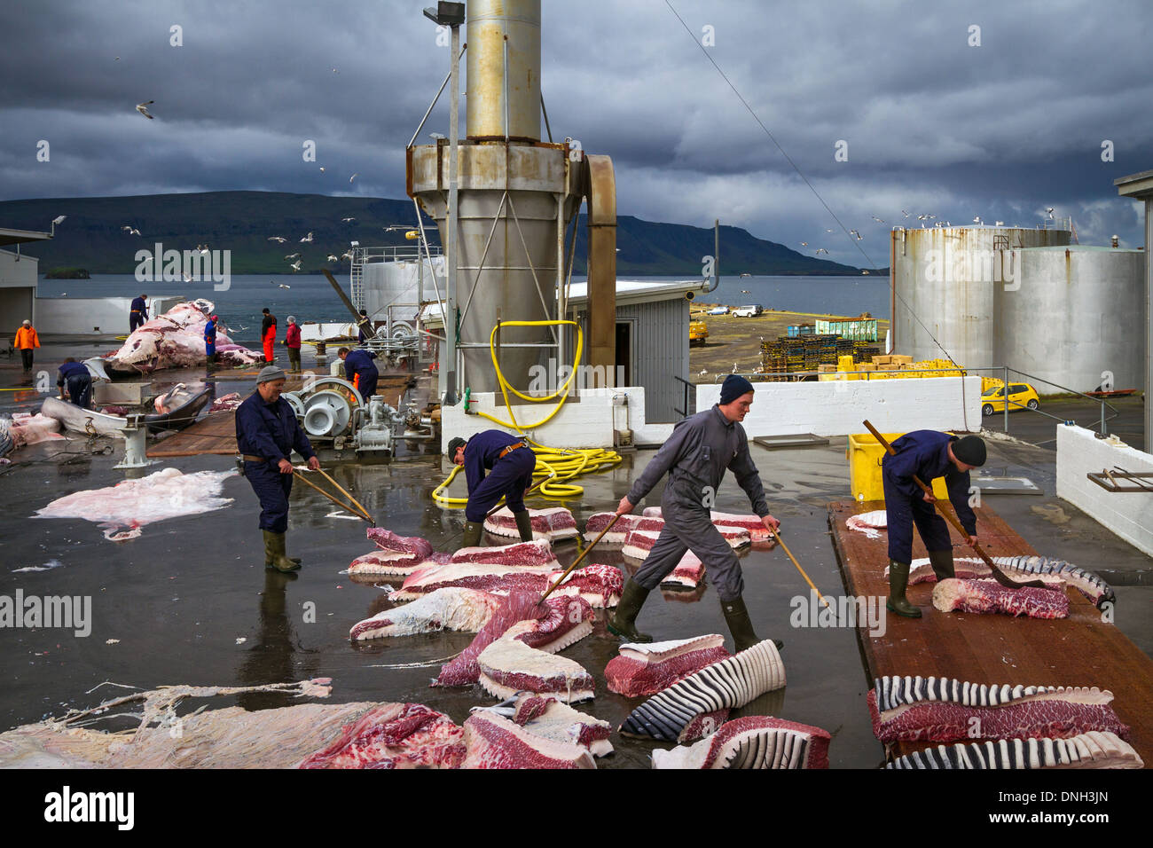 Taglio di una balena FINBACK presso la stazione balneare di HVALFJORDUR, il fiordo di balene, la caccia alla balena in Islanda Islanda occidentale, Europa Foto Stock