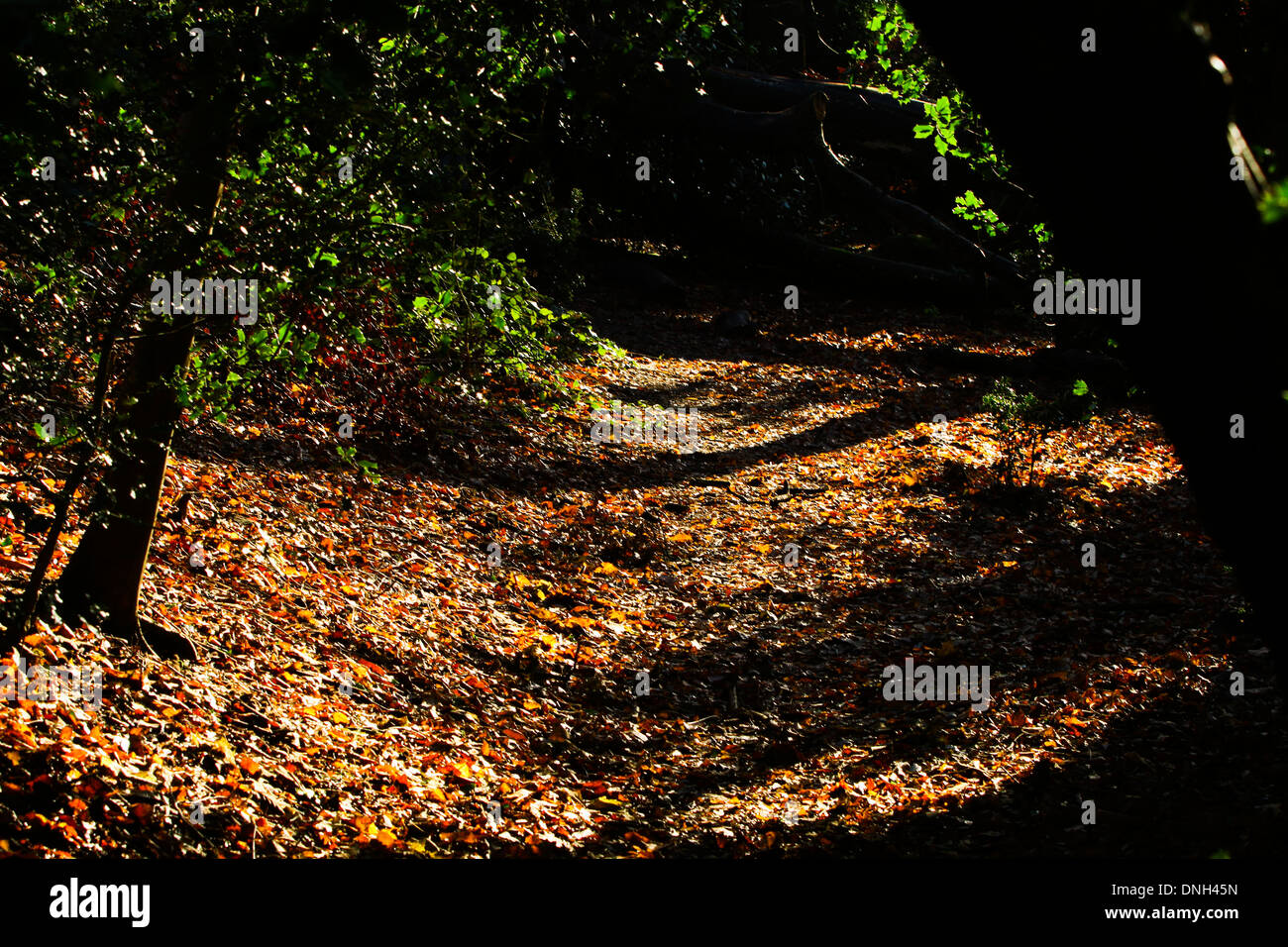 Nel sole autunnale di forest floor Foto Stock