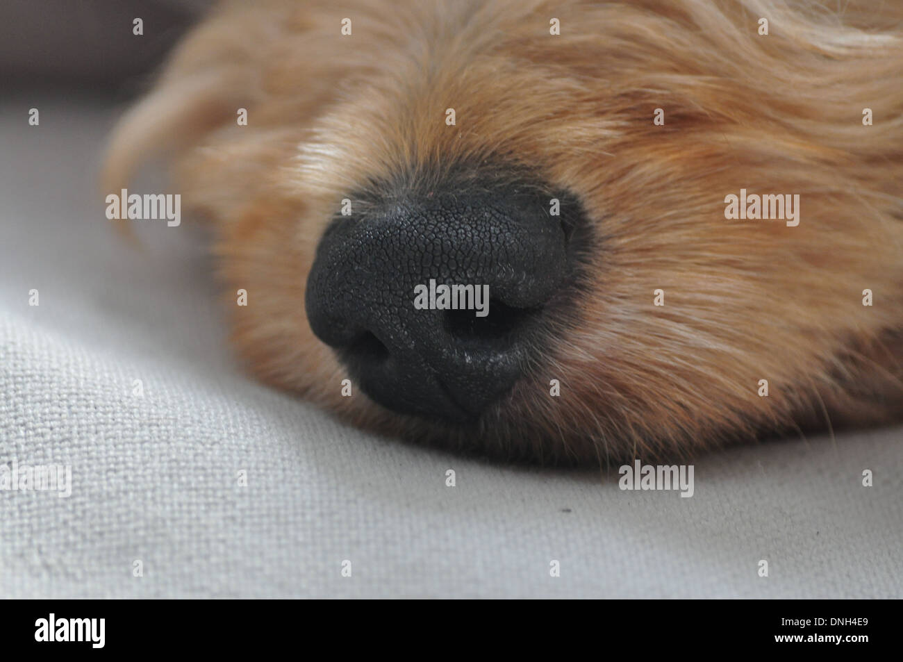 Close-up di un cucciolo di cane di naso Foto Stock