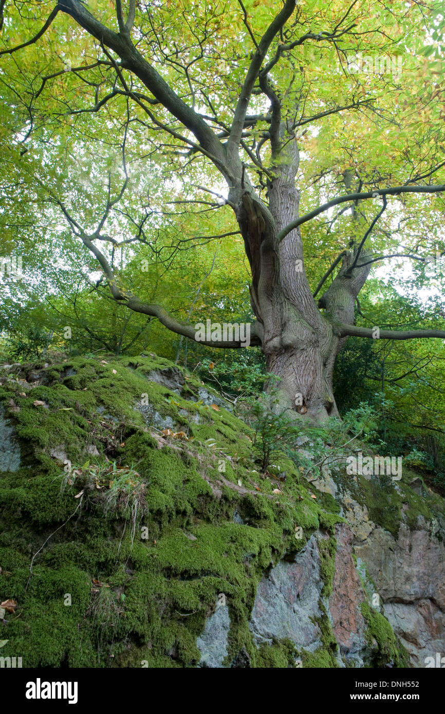 Un dolce castagno castanea sativa, cresce al di fuori di un muschio coperto rock vicino a St Ann's bene, Malvern Hills, Worcestershire. Foto Stock