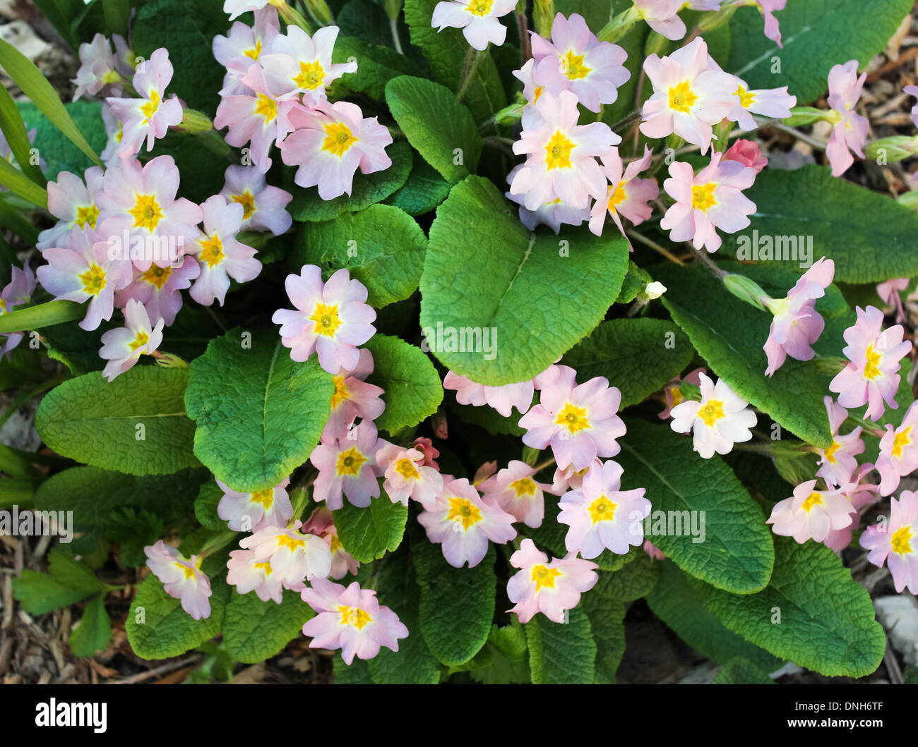 Rosa Fiori d'estate Foto Stock