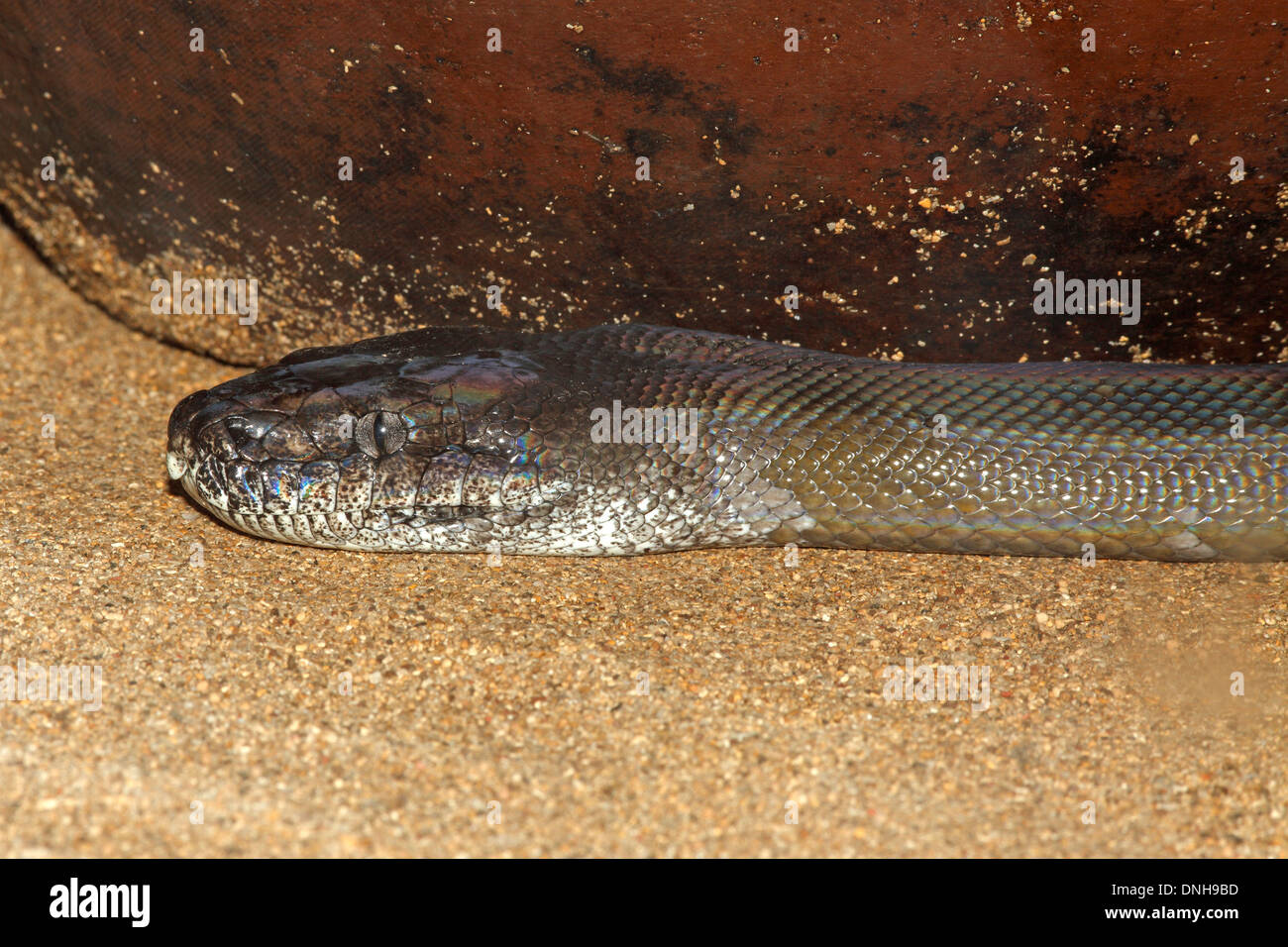 Oliva Papua Python, Apodora papuana. Nuova Guinea. Foto Stock