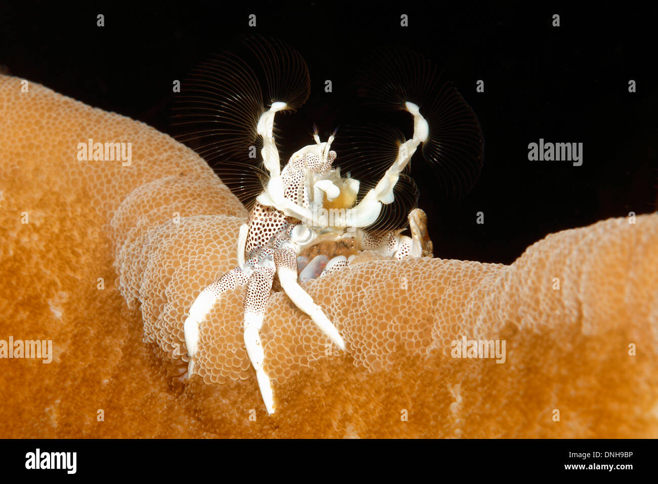 Il Granchio di porcellana, Neopetrolisthes maculatus, vivendo in un anemone marittimo. Noto anche come Neopetrolisthes ohshimai e Neopetrolisthes maculata Foto Stock