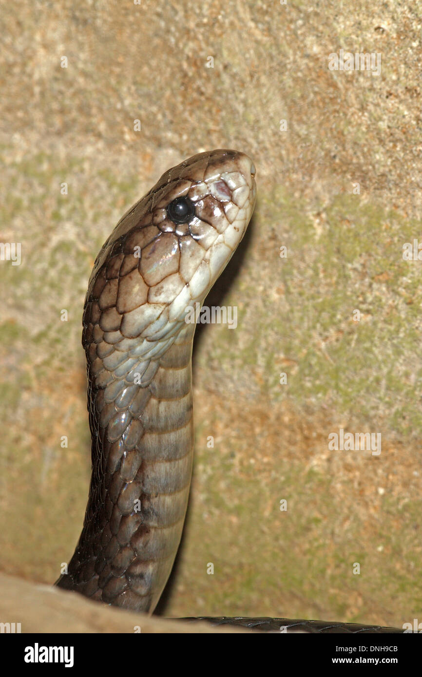 Un Iavan sputare Cobra, Naja sputatrix. Bali, Indonesia Foto Stock