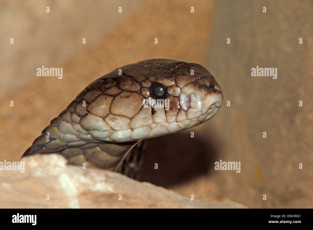 Iavan sputare Cobra, Naja sputatrix. Bali, Indonesia Foto Stock