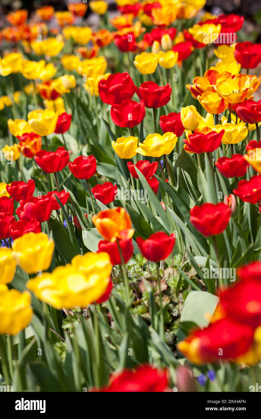 Grande Piantagione Dei Tulipani Rossi Il Giorno Soleggiato In Primavera - Foto 11