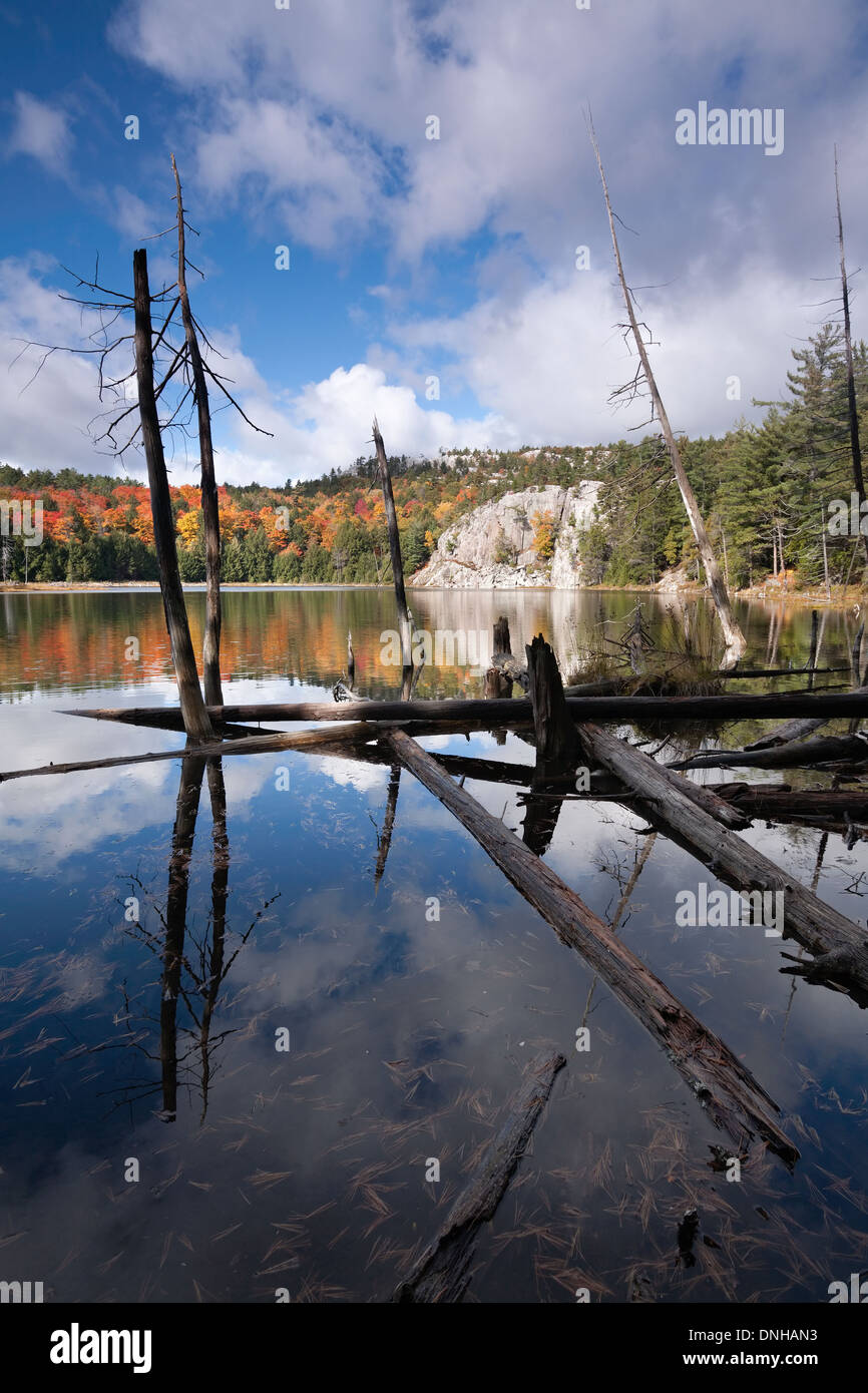 Gli alberi morti grazia alla riva di un laghetto in Killarney Provincial Park in Ontario, Canada. Foto Stock