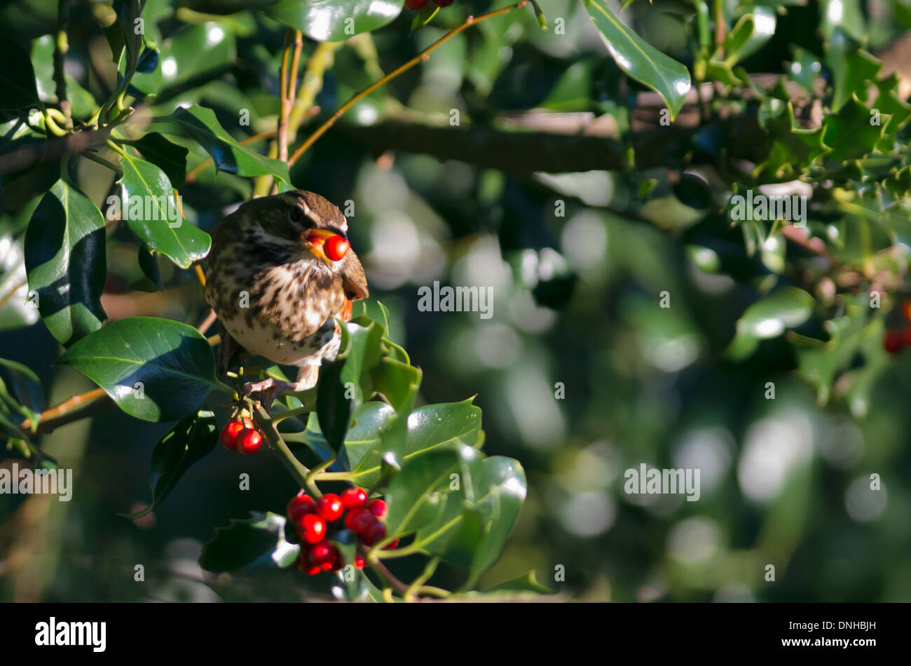 Redwing (Turdus iliacus) alimentazione su holly bacche Foto Stock