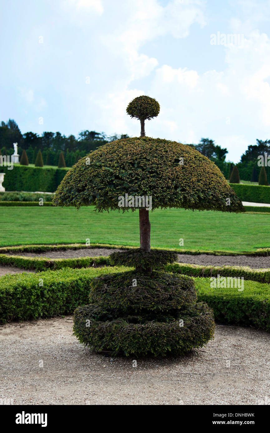 Voglia di thuja, caratterizzata da un design rifinito in giardino. Foto Stock