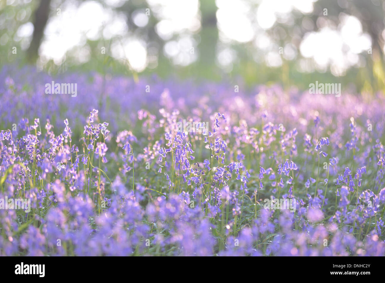 BOIS DE CISE, tappeto di giacinto selvatico o BLUEBELLS, SOMME (80), Picardia, Francia Foto Stock