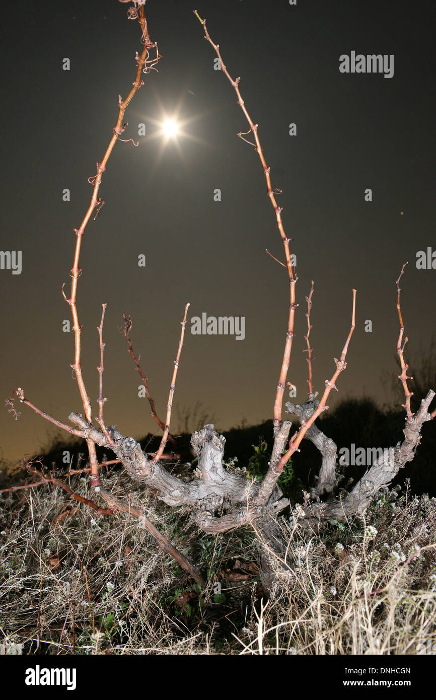 Influenza della luna sui vitigni, SPAGNA Foto Stock