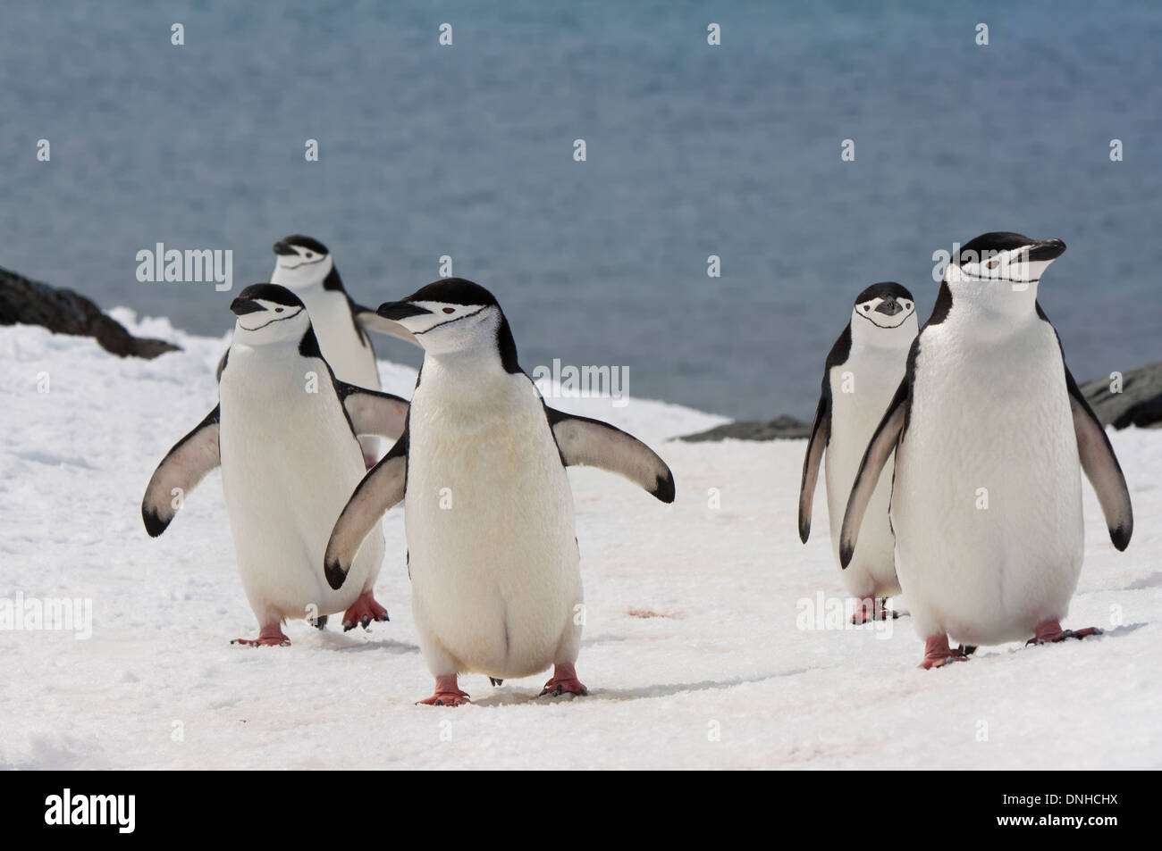 Pinguini Chinstrap (Pygoscelis Antartide) camminando su di una distesa di ghiaccio pac, Penisola Antartica Foto Stock