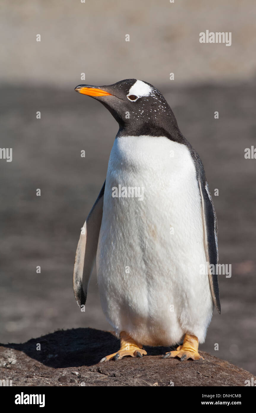 Pinguino Gentoo (Pygoscelis papua), Saunders Island, Isole Falkland Foto Stock