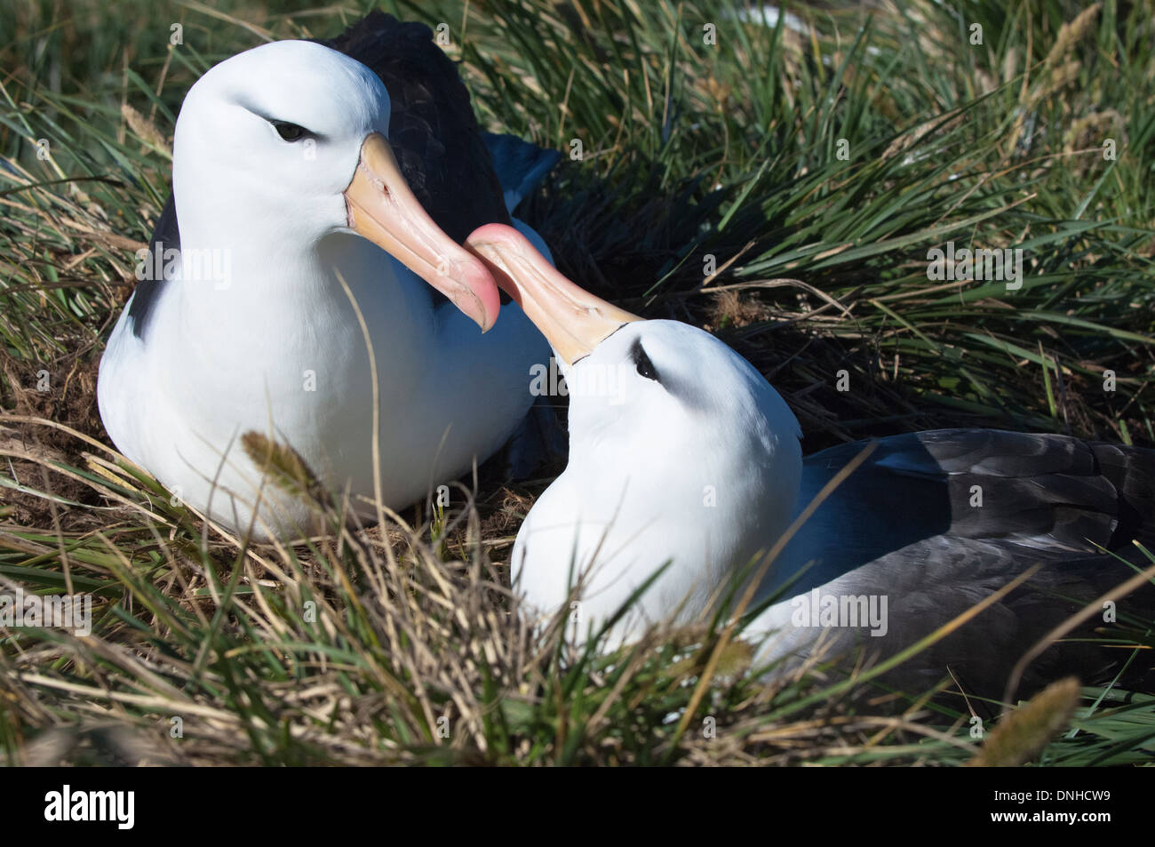 Il corteggiamento nero-browed Albatross o nero-browed Mollymawk (Diomedea melanophris), West Point, Isole Falkland Foto Stock