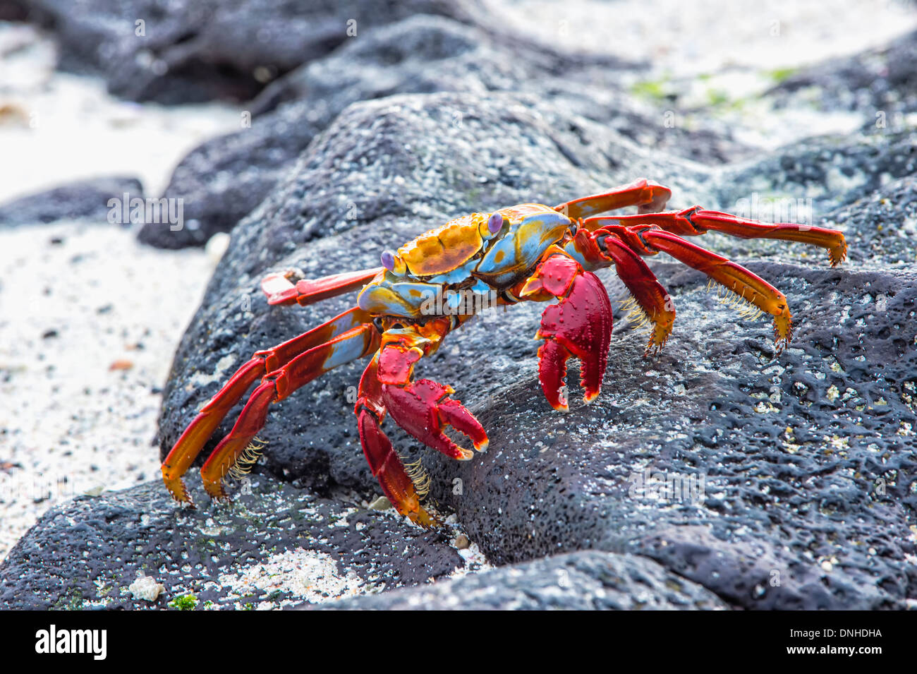 Sally lightfoot crab (grapsus grapsus) Foto Stock