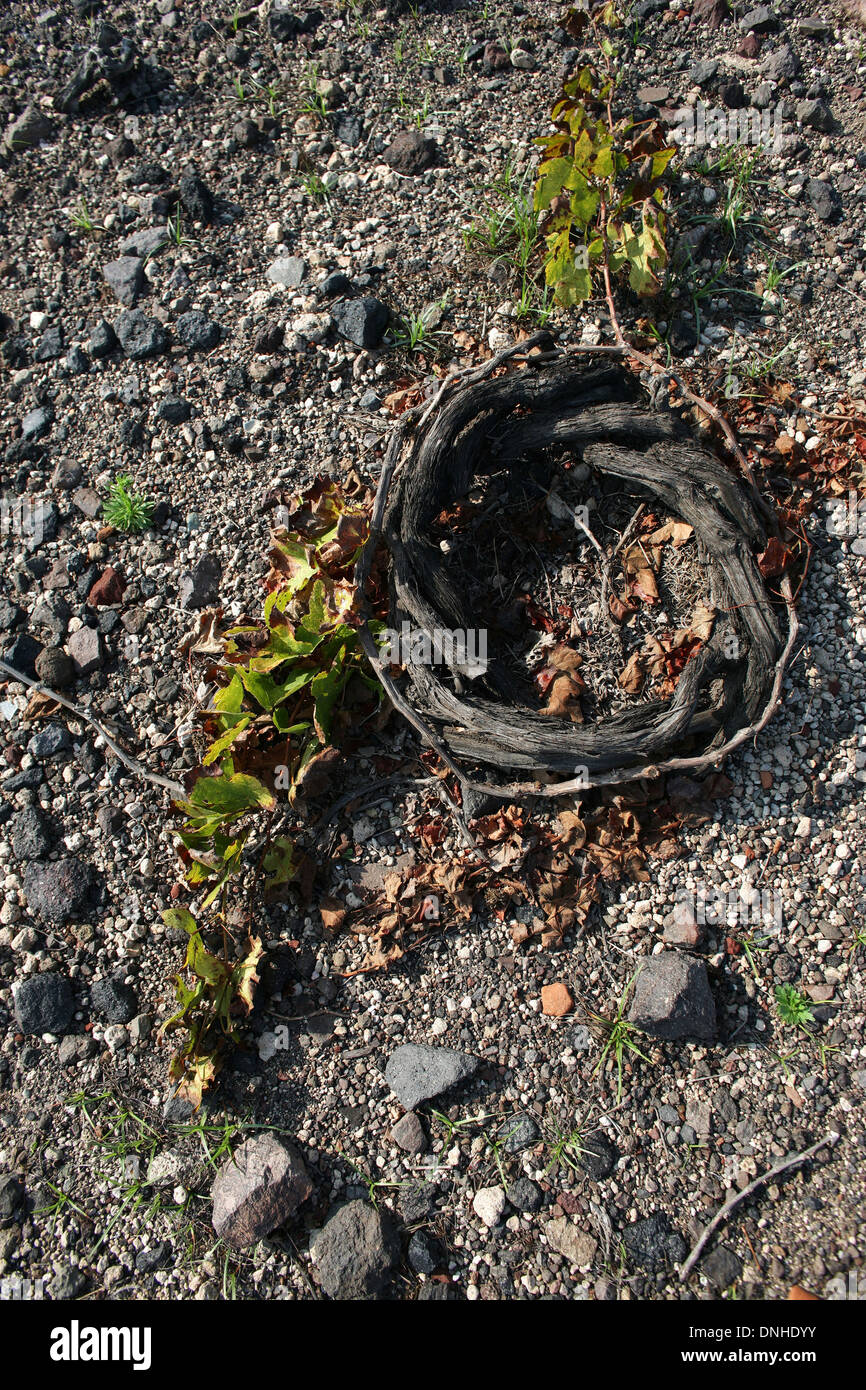 GRAPEVINE in una spirale chiamato 'en Corbeille' o arrotondati, anche chiamato corona GOBELET, Grecia Foto Stock