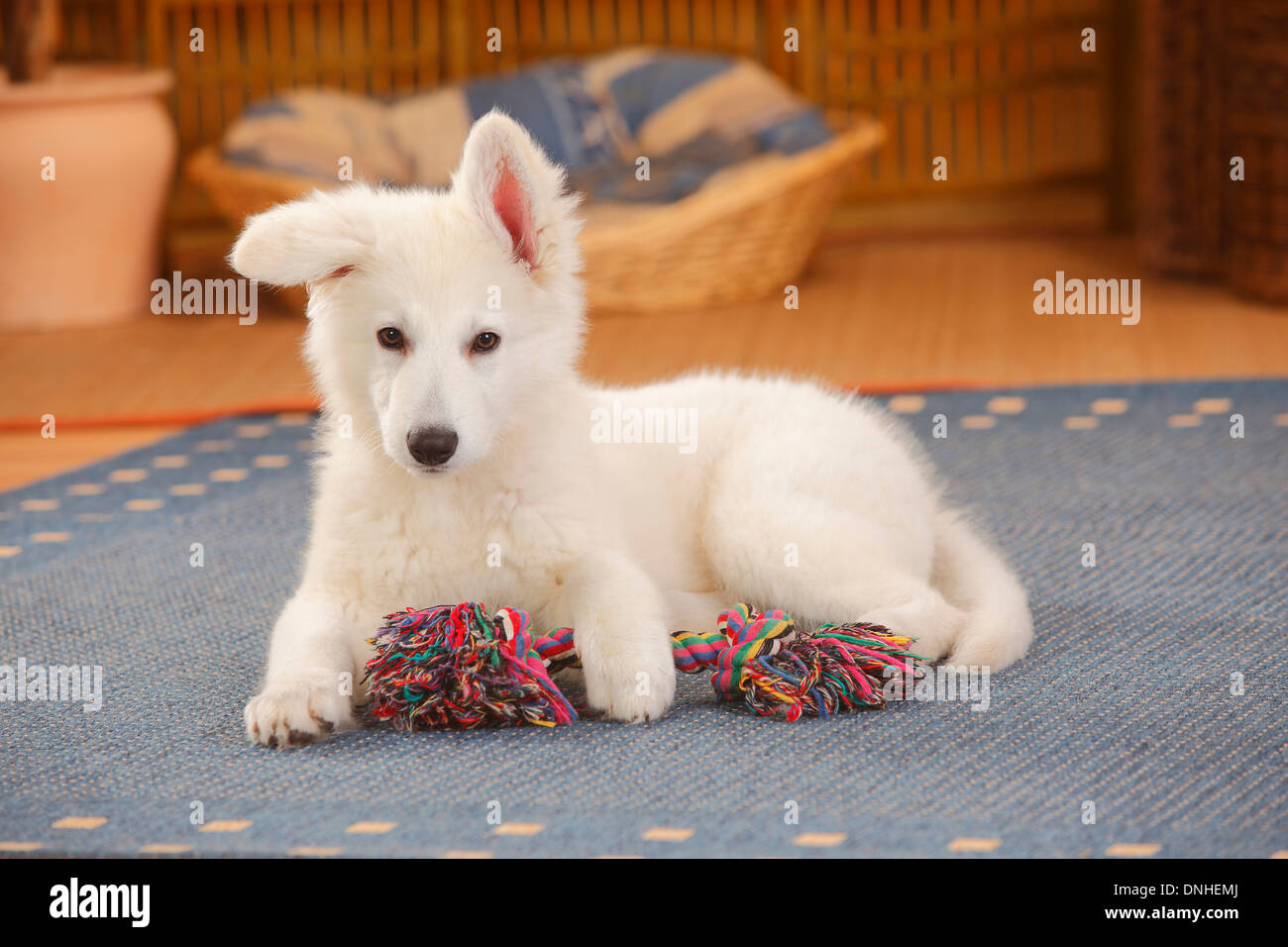 Pastore Svizzero bianco, cane cucciolo, 14 settimane |Weisser Schweizer Schaeferhund, Welpe, 14 Wochen Foto Stock