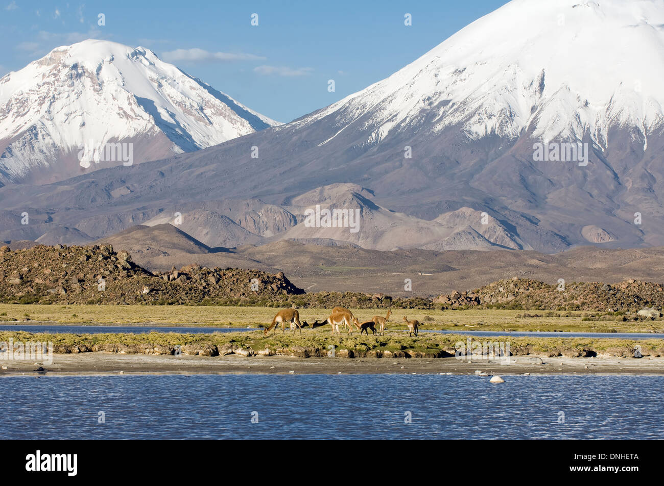 Parinacota e vulcani Pomerape, Lauca national park, Cile Foto Stock