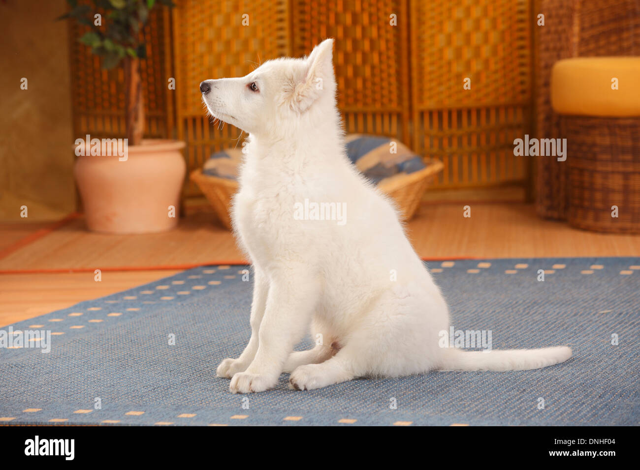 Pastore Svizzero bianco, cane cucciolo, 14 settimane |Weisser Schweizer Schaeferhund, Welpe, 14 Wochen Foto Stock