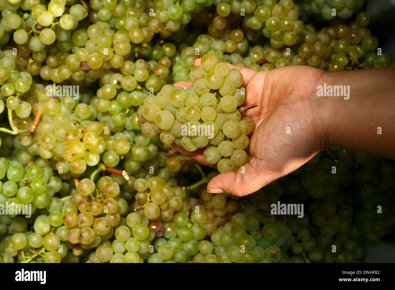 Vigneto in Beaune, raccolta a mano, analisi delle uve raccolte, qui, Chardonnay, (21) COTE D'Or, Borgogna Foto Stock