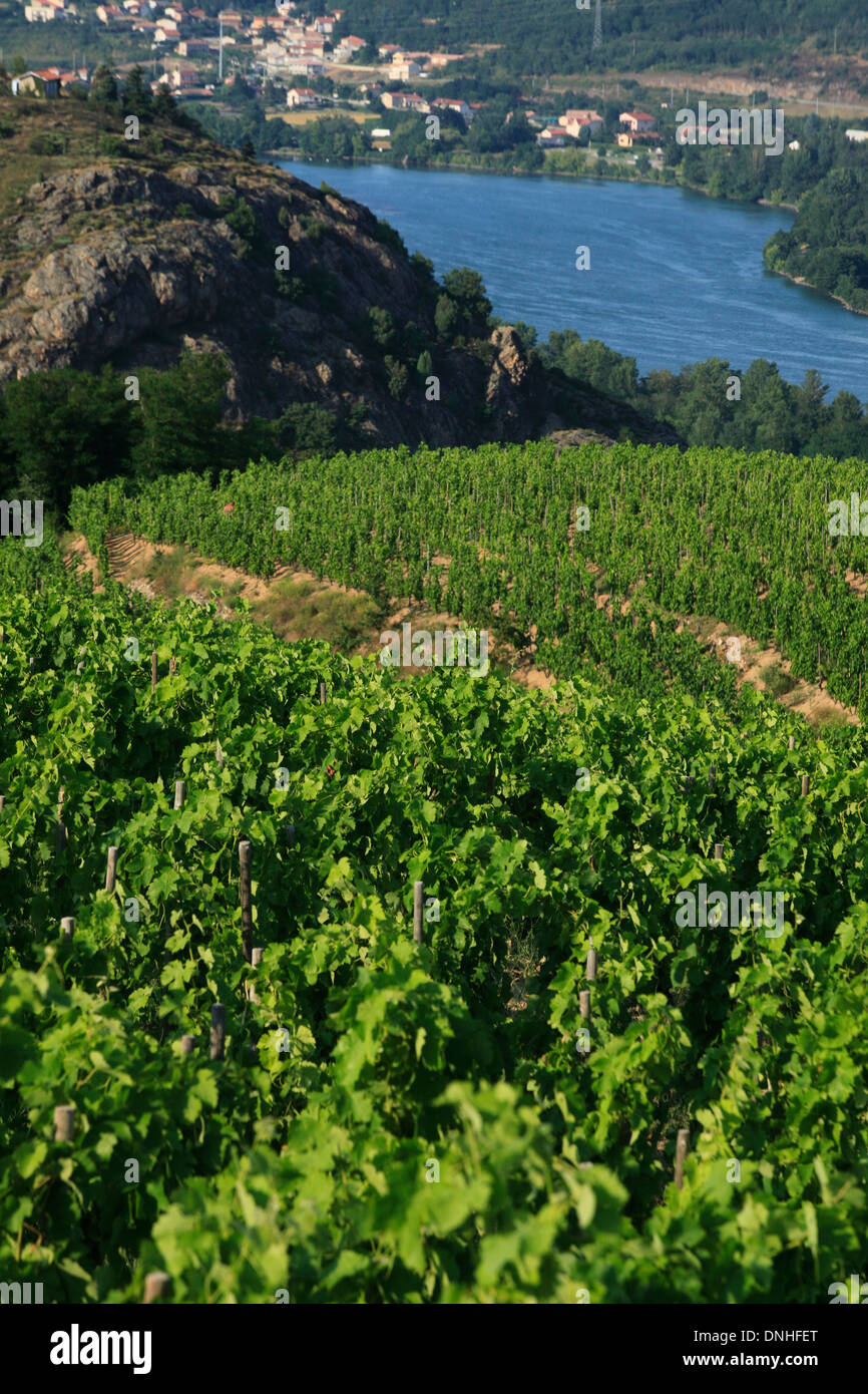 I VIGNETI DI SAN GIUSEPPE, rive del Rodano, (07) ARDECHE, Rhône-Alpes, in Francia Foto Stock