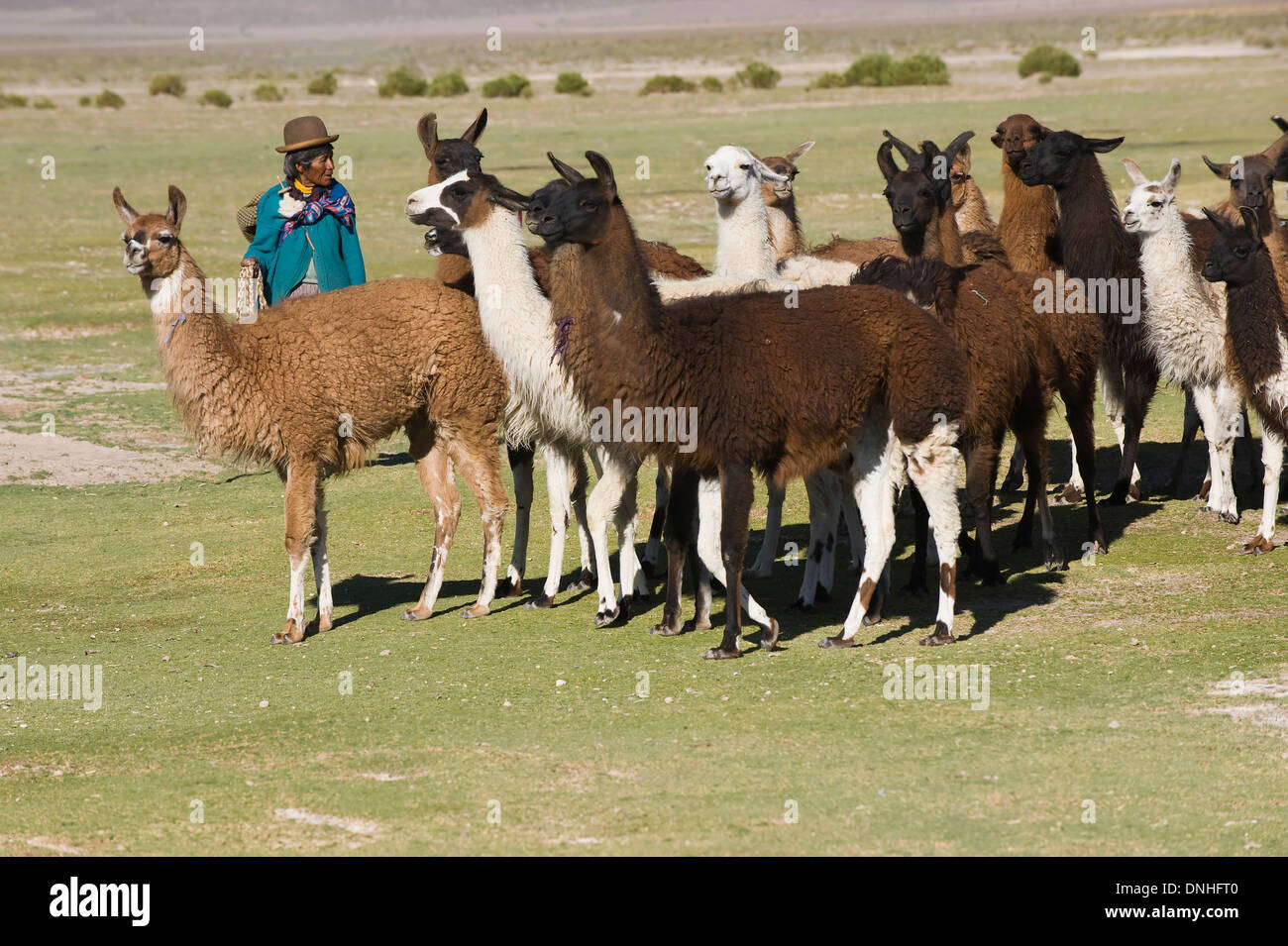 Donna boliviana imbrancandosi llama, San Juan, Potosi, Bolivia Foto Stock