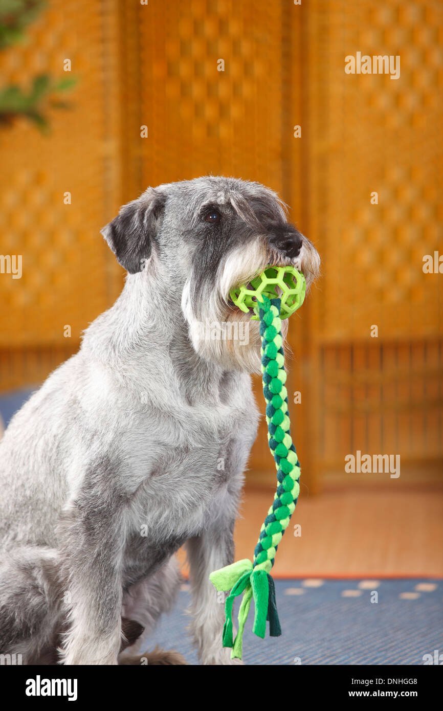 Schnauzer Standard, maschio, pepe e sale, 10 anni |Mittelschnauzer, Ruede, pfeffer-salz, 10 Jahre alt Foto Stock