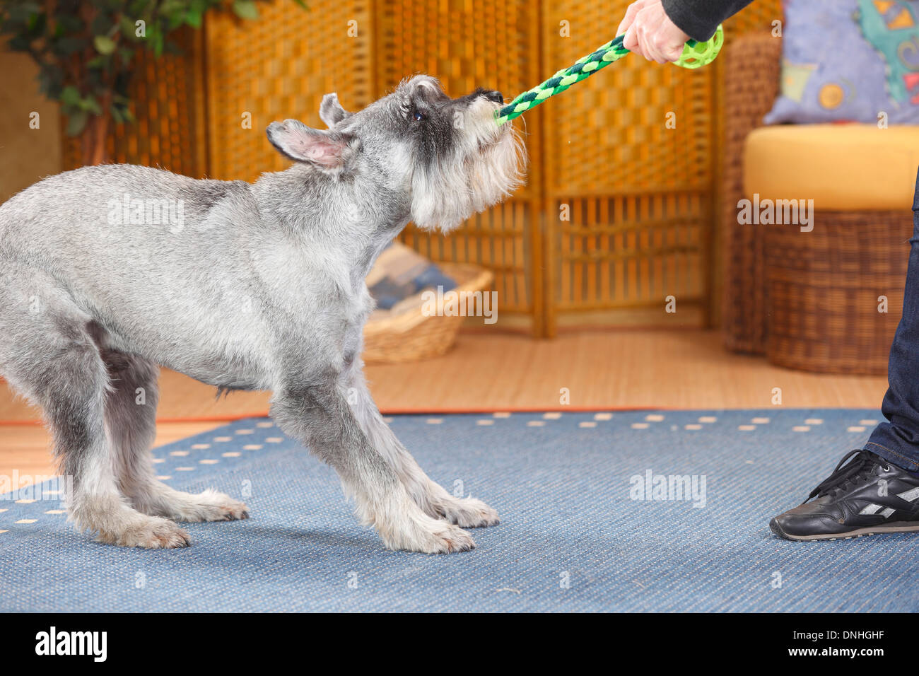 Schnauzer Standard, maschio, pepe e sale, 10 anni |Mittelschnauzer, Ruede, pfeffer-salz, 10 Jahre alt Foto Stock