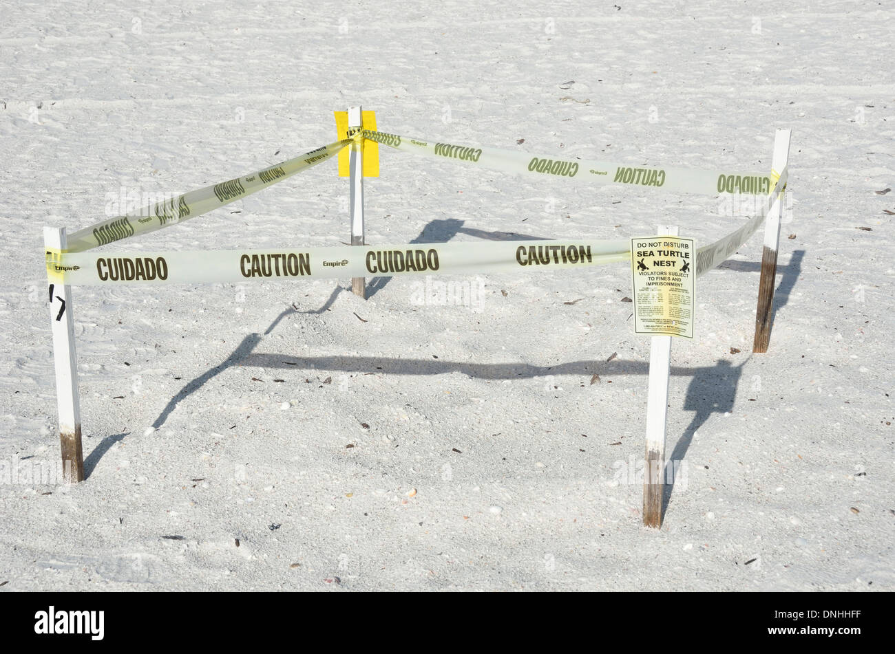 Tartaruga di mare luogo di nidificazione su Marco Island, Florida Foto Stock