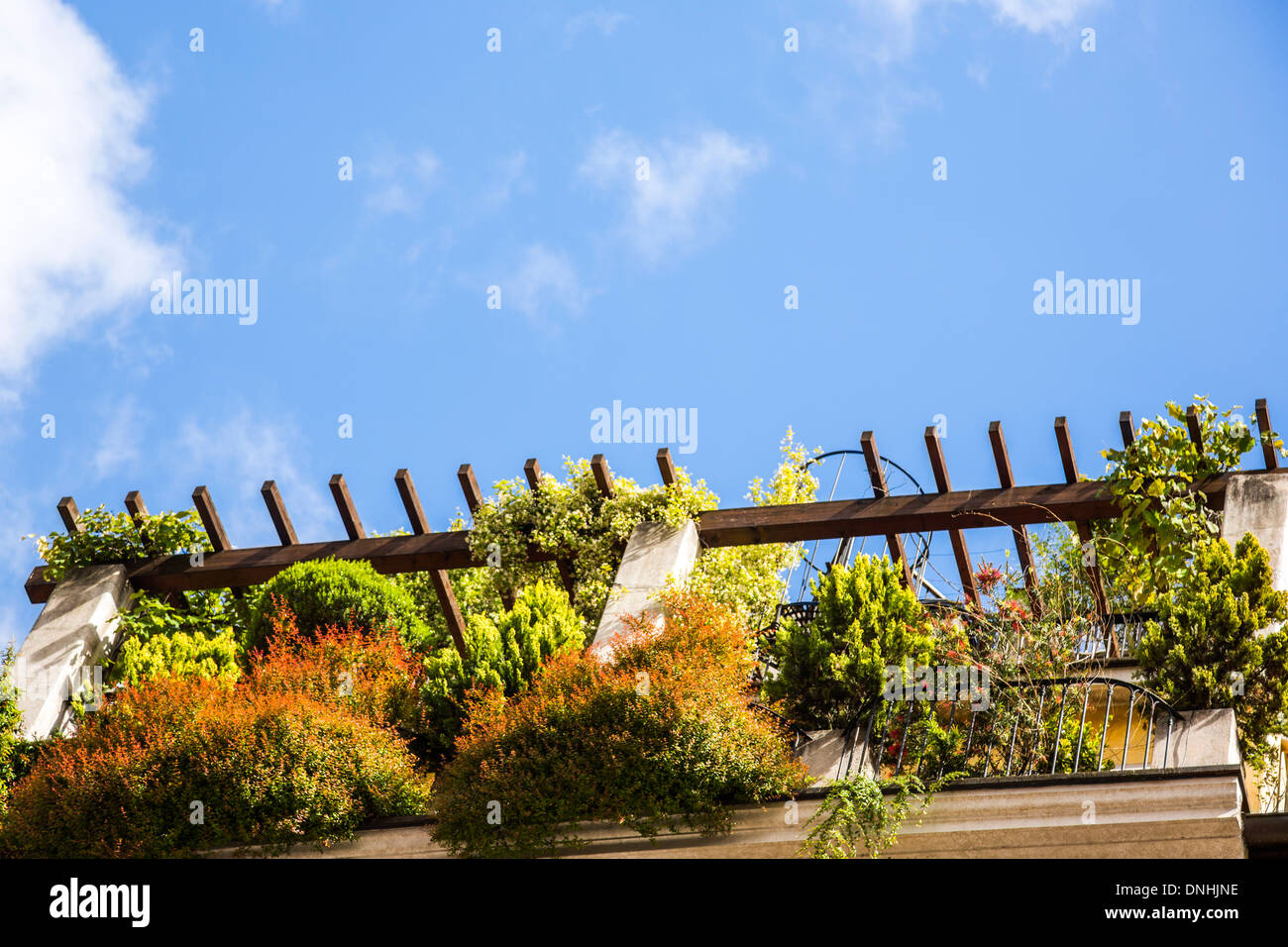 Le piante sulla terrazza di un edificio, Roma, della Provincia di Roma, lazio, Italy Foto Stock