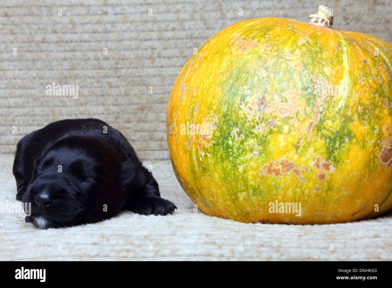 Sweet little black Scottish Terrier cucciolo Foto Stock