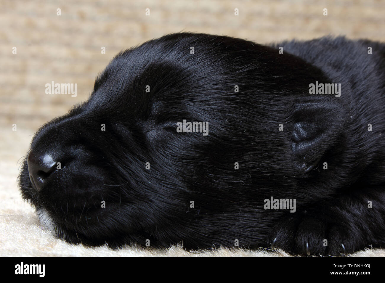 Sweet little black Scottish Terrier cucciolo Foto Stock