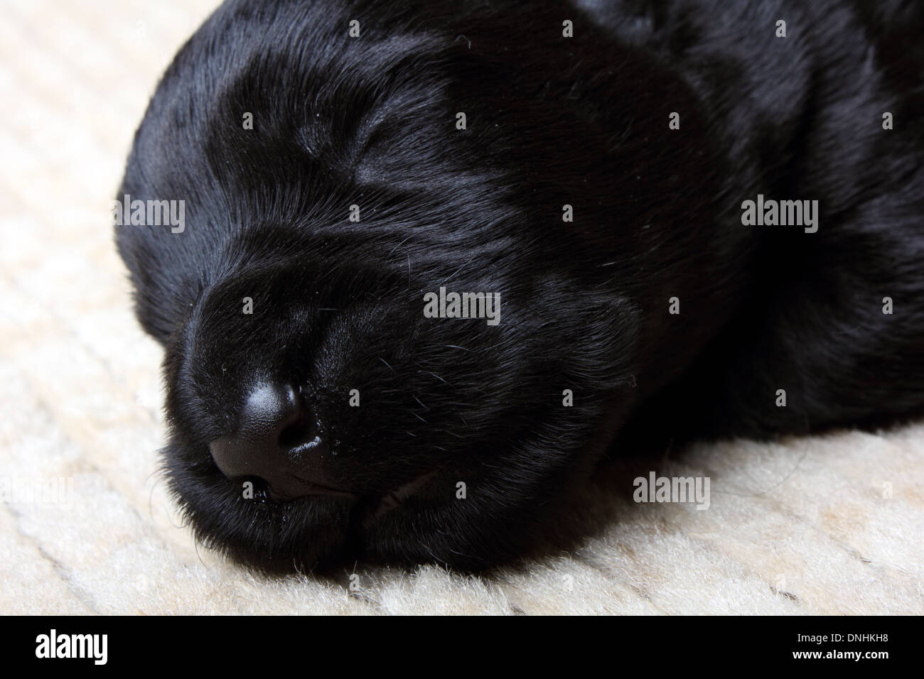 Sweet little black Scottish Terrier cucciolo Foto Stock