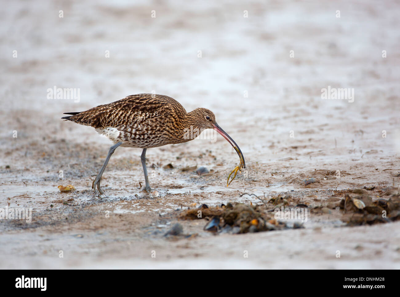 Curlew Numenius arquata alimentando in inverno Foto Stock