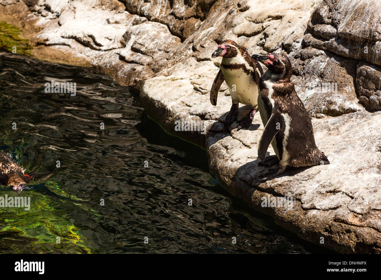 Angolo di alta vista dei pinguini Humboldt (Spheniscus Humboldt) in uno zoo, allo Zoo di Barcellona, Barcellona, in Catalogna, Spagna Foto Stock